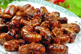 才知道，“知了猴”不能乱吃，牢记“3吃3不吃”，吃对了更健康图片