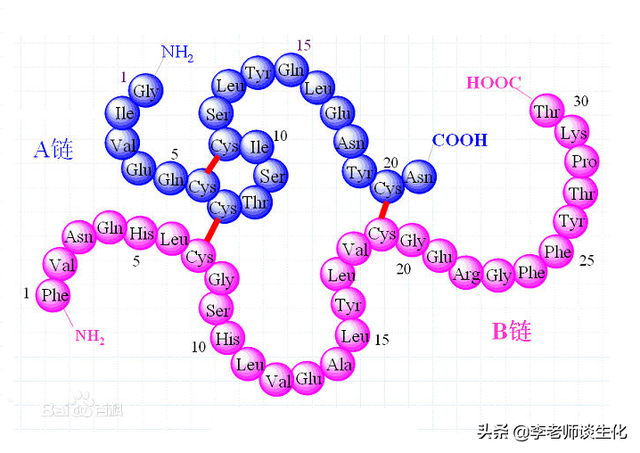 蛋白质的三级结构与结构域