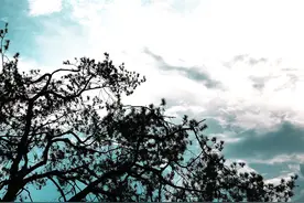 10句赞美青松的古诗，风云激荡，惯看秋风图片
