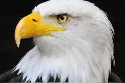 排球比赛中的鹰眼挑战规则图片