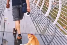狗狗恐高不敢走玻璃栈道，主人硬拽前行，网友：不应该这样对它！图片