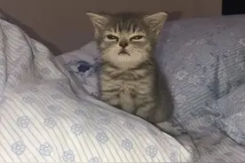 16只小奶猫的照片，告诉你什么叫可爱到犯规，让人心都化了图片