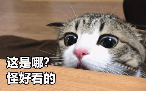 这游戏凉到许多网吧没装，却靠玩家拯救活了七年，新版本好评如潮