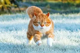 即使你阅猫无数，见到这只橘猫也会心动，真的太美了图片