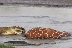 “传奇巨鳄”古斯塔夫，连机枪也无法奈何它？传闻伤害300多人图片