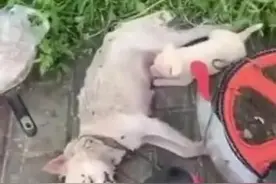 小狗在去世妈妈怀中吮吸奶水，流浪狗妈妈的命运就该这么惨吗？图片
