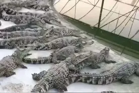 真的！90后小伙在临河养了200条鳄鱼图片