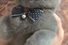 千 万 别 养 蓝 猫图片