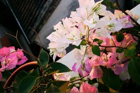 各位大侠，三角梅控水控到脱水程度是不是应该给水了？图片