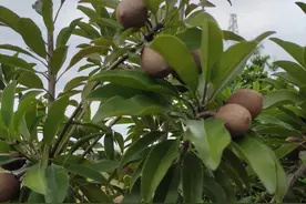 我屋门口种的人参果树，意想不到的意外惊喜作用图片