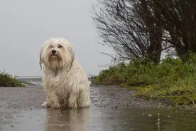 暴雨，流浪狗上门躲雨，怕被驱赶，它一直在冲人类笑图片