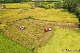 咸宁137万亩中稻喜获丰收 预计产量73.85万吨图片
