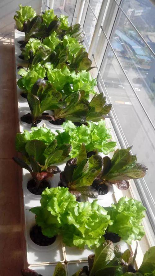 结球生菜种植技术视频教程 台长亲试播种生菜,栽种过程赏心悦目,收获