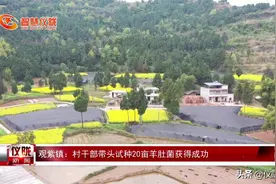 一亩地能赚4万！四川仪陇这个镇的村干部带头试种20亩羊肚菌获得成功图片