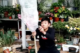 小齐购买一棵高杆香水柠檬，盆栽柠檬树，后期教大家怎么上盆视频封面