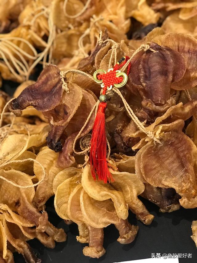 花胶肚 花胶肚是什么东西