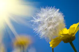 乡土散文：蒲公英花开图片