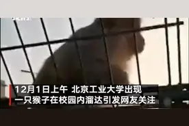北工大校园溜达的猴子跑到了天津？ 北京野生动物救助中心：尚不确定图片