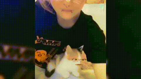 好奇害死猫，所以猫有九条命？猫真的有九条命吗？图片