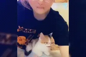 好奇害死猫，所以猫有九条命？猫真的有九条命吗？图片
