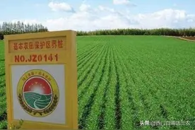 新土地法：禁止在基本农田里栽树，已栽种多年咋处理？早看早知道图片