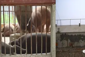 养猪必须要做好的100件事——（2）地窗图片