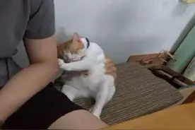 喵喵：“快起开，你特么压我jio了！”图片