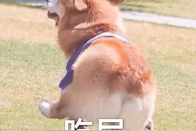 表情包：三只小猪疯狂对视图片