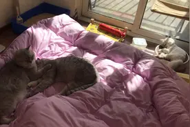 猫咪主动来到你家的十大原因，自动上门的猫好不好图片