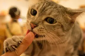 猫为什么要舔我？“舔猫”的原因与解决办法图片
