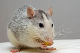 俗话说：“临终不见蛇吐信，穷时难见鼠进门”是什么，有道理吗？图片