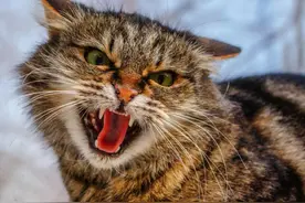 母猫交配后，为什么会满地打滚，甚至转头攻击雄性？图片