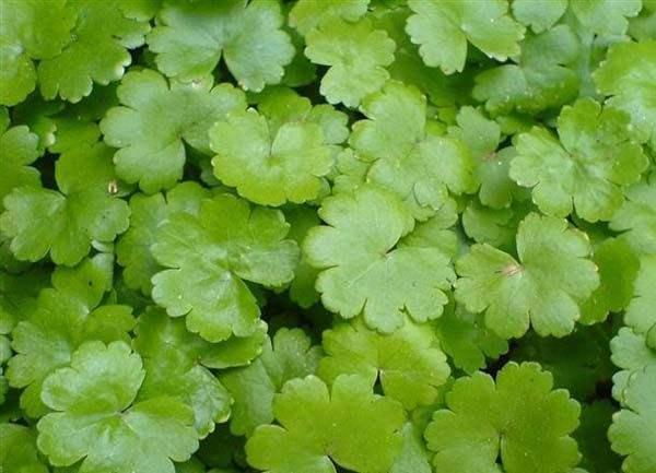 鱼鳞草植物图片