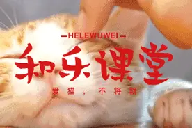 必看！猫咪驱虫必须要知道的事情都在这里了图片