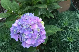 我的绣球花盆栽，一到中午叶子就打蔫，有什么改善方法？图片