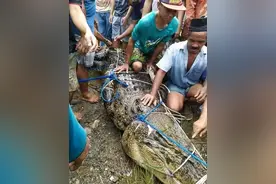 印尼17岁少女遭鳄鱼袭击身亡，尸体却完好无缺，因大鳄年迈无牙图片