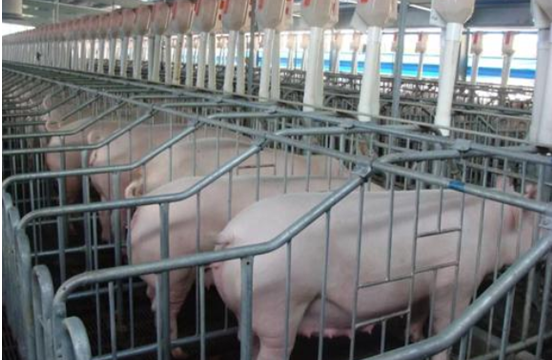 母猪泌乳都需要什么营养？营养缺失对泌乳有什么影响？