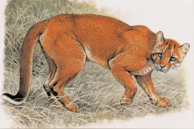 古代的猛兽“彪”是何物？能捕杀老虎，2005年以后我国仅拍到3次图片