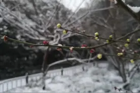 （北国雪中梅含苞待放&江南雨中娇艳欲滴）@今日头条，我要上头条图片