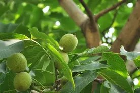 核桃常见病虫害症状及防治方法图片