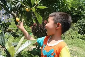 五一放假前，这5大水果熟透了，建议成箱成箱买，大人孩子都喜欢图片