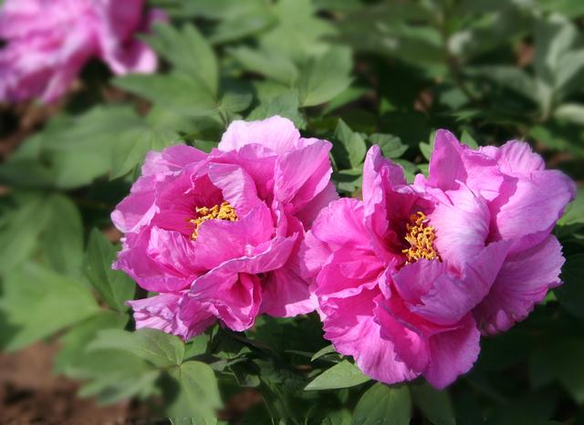 一日一花：1.牡丹安全高效施肥技术