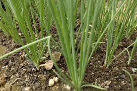 种植大葱，用上这个，后期大葱又嫩，又白，又翠绿图片