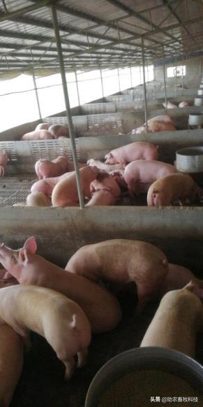 猪场臭味氨气用复合益生菌体内外运用效果好