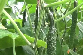 黄瓜施肥越多越好？出现肥害如何解决？教你一个解决方法图片