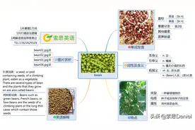 索思英语解码单词（第469个）——bean豆图片