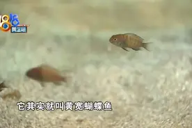 养鱼老手两次网购 评论区遭遇“口水战”图片