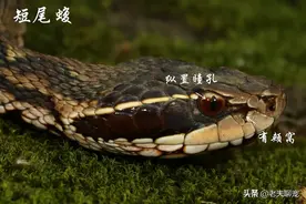 国内分布广，名字多，伤人更多的十大毒蛇之一——短尾蝮图片