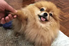 不瞒你说，养“博美”要承受这6个后果，很多人受不了图片