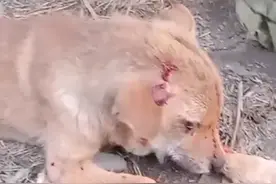 心疼！湖南一狗狗被五步蛇咬伤，主人吓坏：被咬伤仍奋力驱赶蛇图片
